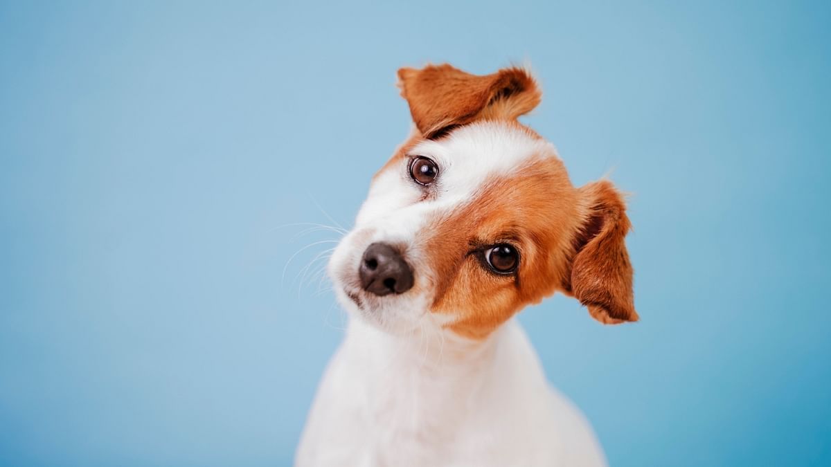 Why do dogs tilt their head to the side?