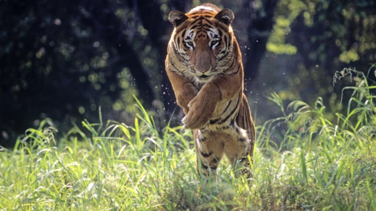 112 tigers deaths from January to July this year, says Wildlife Trust of India