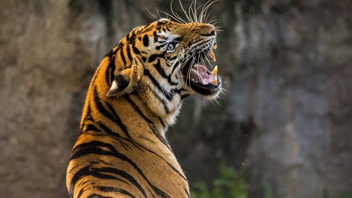Tigress found dead in Dhela range of Corbett Reserve