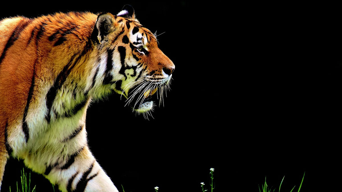 India has 3,682 tigers, home to 75 per cent of global numbers