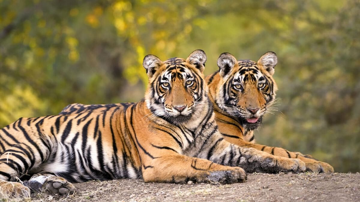 Big cat count doubles in Similipal Tiger Reserve in 4 years