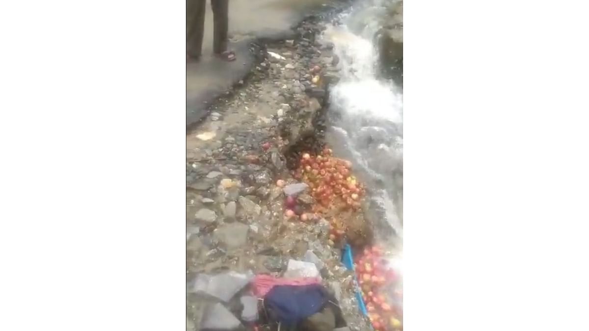 Unable to reach market due to road closures, 3 apple growers dump produce in stream in Shimla