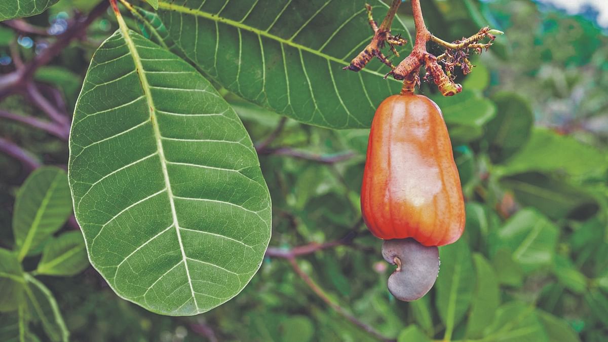 Cashewnut exports dip, but it's no bolt from the blue for growers