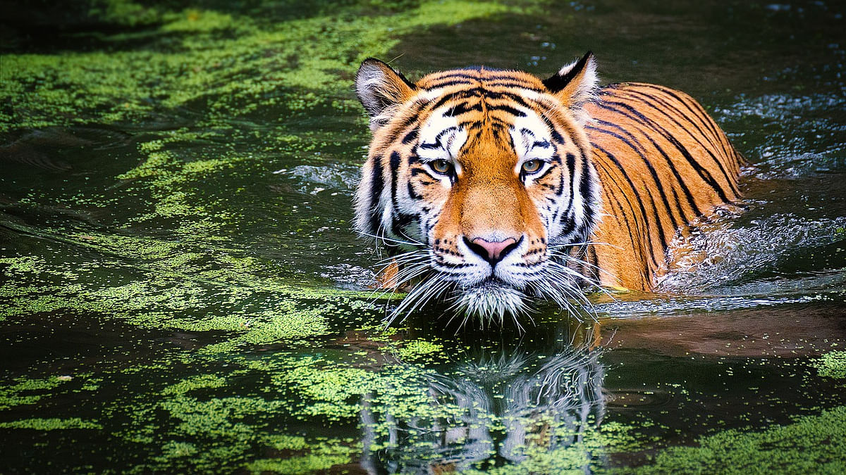 Madhya Pradesh, Karnataka spar over latest tiger population data 