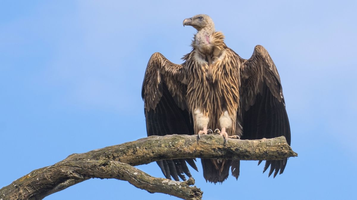 BNHS vulture conservation praised at World Species Congress