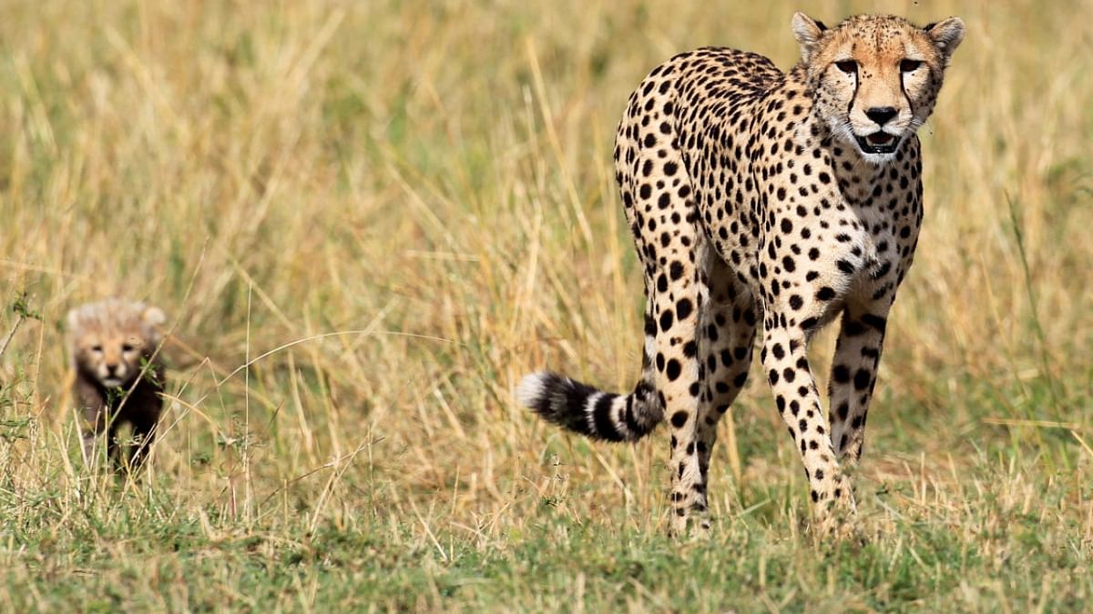 Were kept in dark, never consulted: South African, Namibian experts move Supreme Court over cheetah deaths
