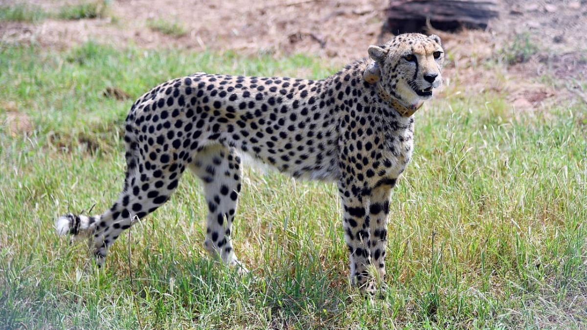 Another cheetah dies at Kuno National Park; toll rises to 9