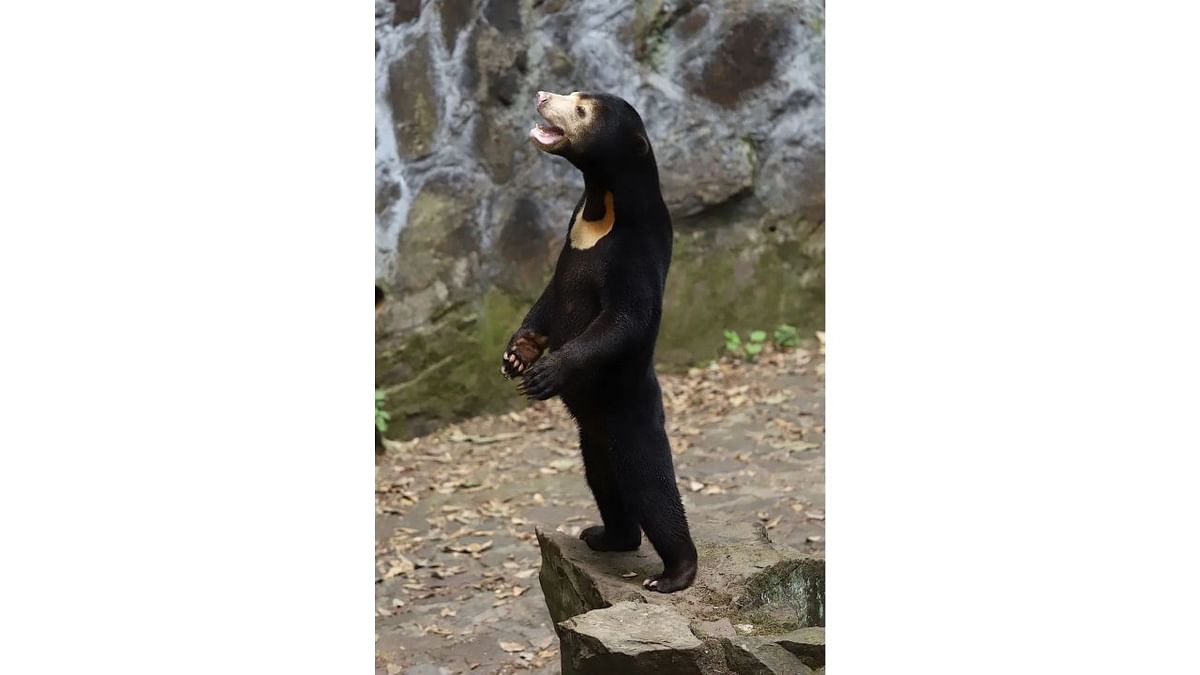 Bear or human in costume? China zoo clarifies after video of animal standing on hind legs goes viral