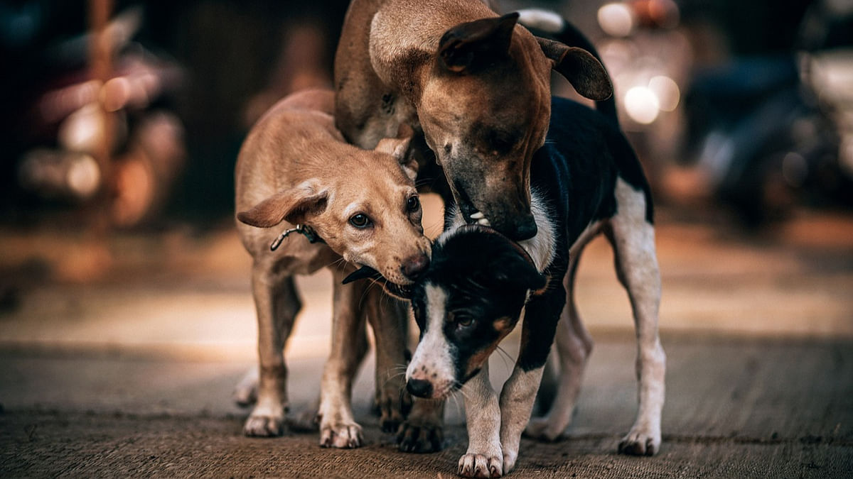 MCD plan to remove stray dogs for G20 Summit illegal, impractical, says animal welfare organisation PFA