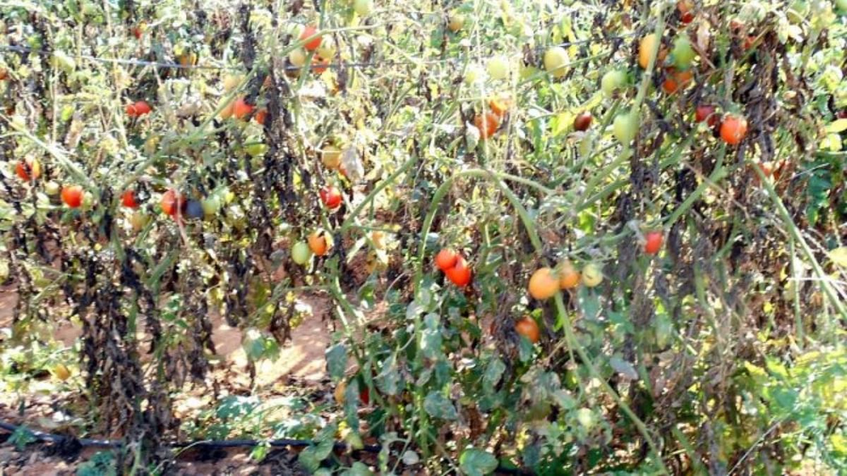 Karnataka: Miscreants spoil tomato crops worth Rs 20 lakh