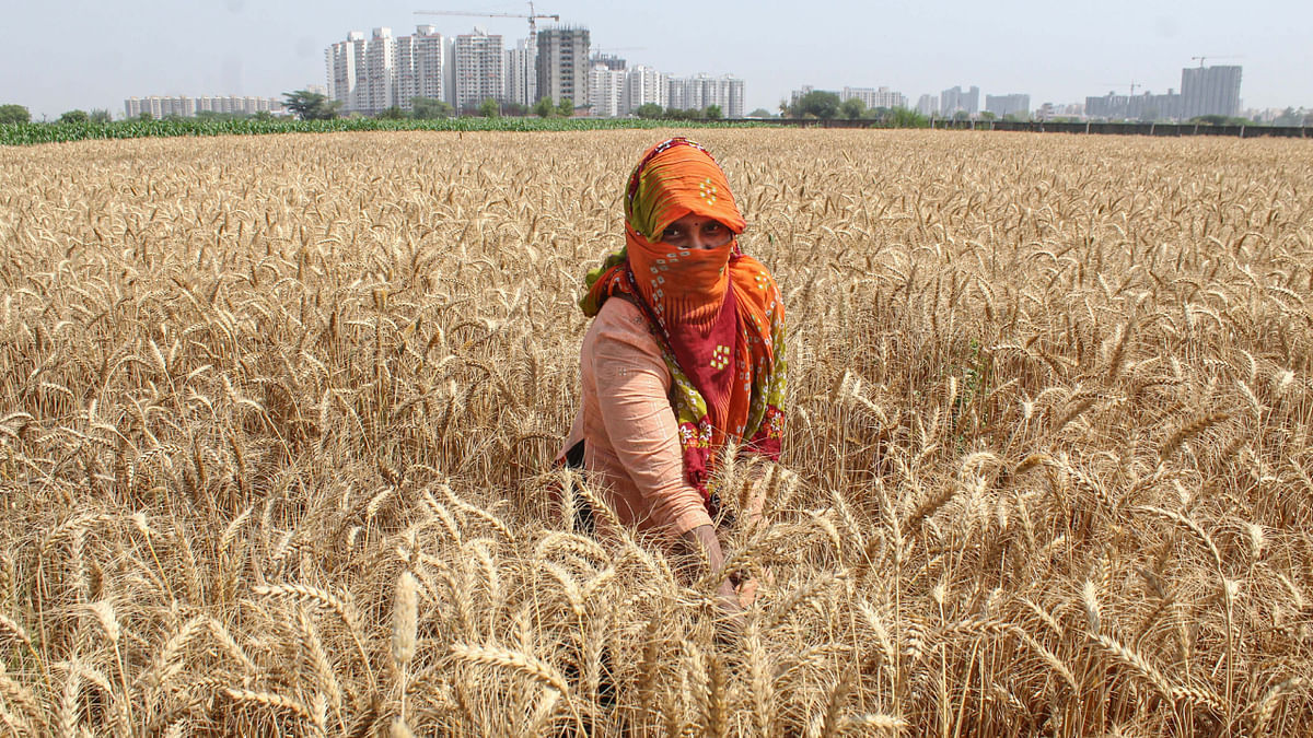 India might cut or abolish wheat import tax, says government official