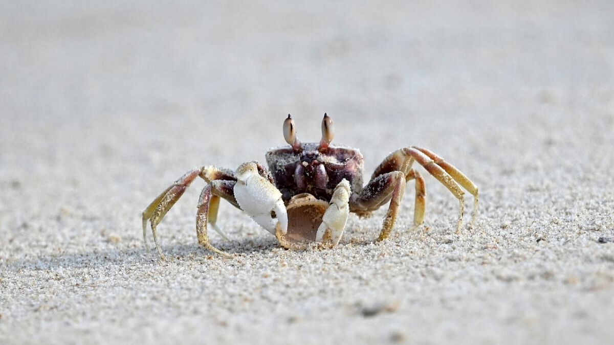 Crab-castrating barnacles