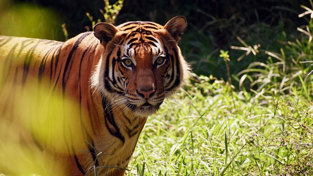 Tigress enters private university campus in Madhya Pradesh's Bhopal