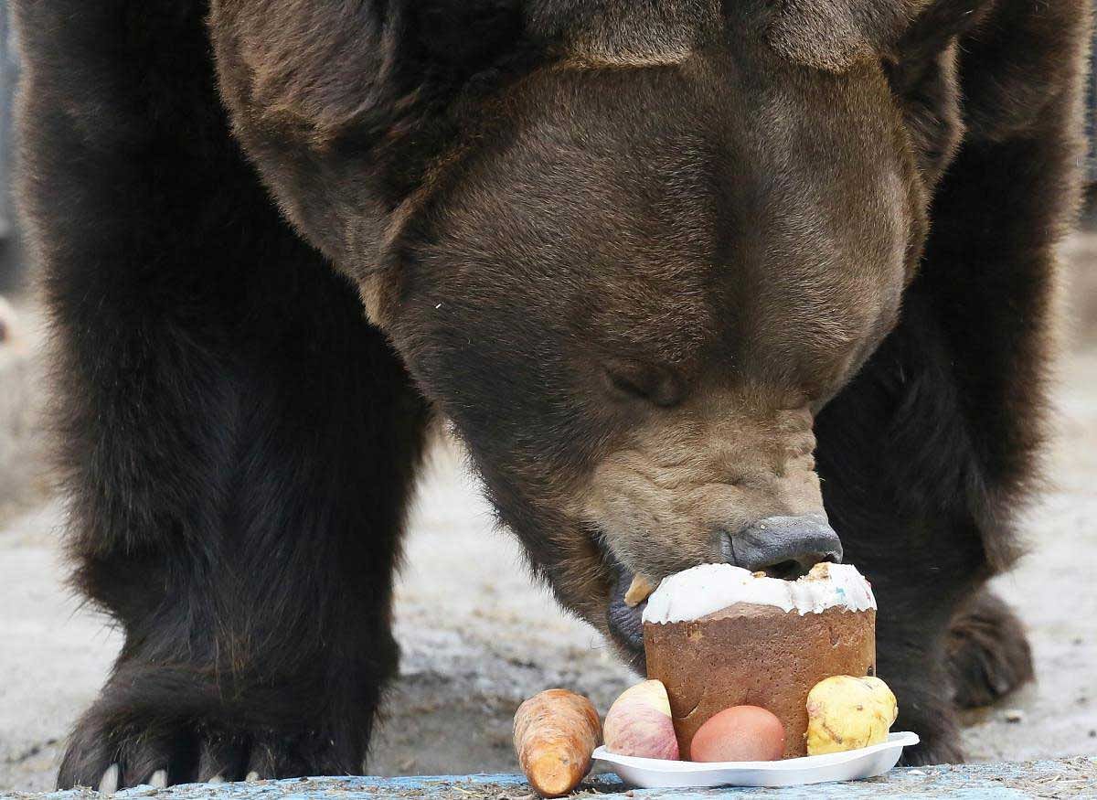 Buyan, an 18-year-old male Siberian brown bear, is fed with an Easter cake, known as