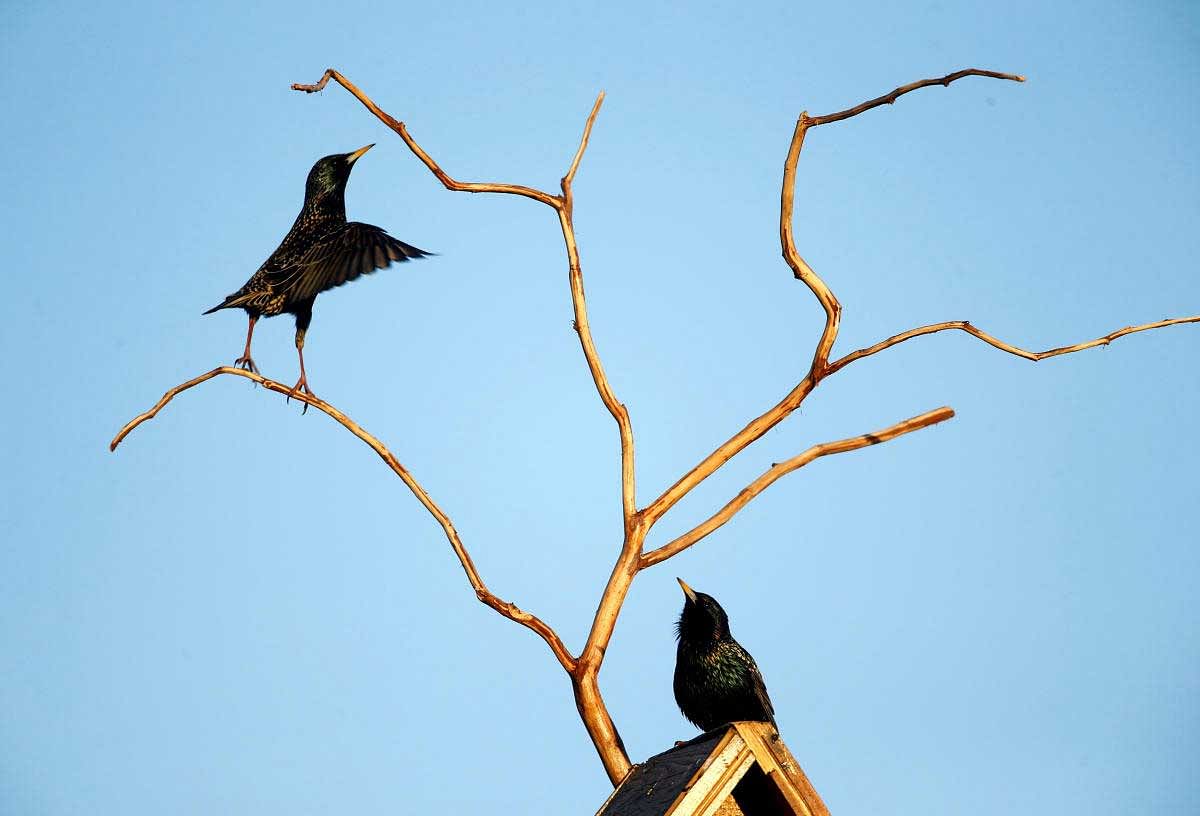 Starlings are seen at their nesting box in a private garden in the town of Bobruisk, Belarus. Reuters Photo