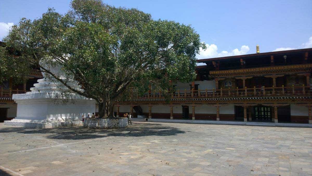 The Bodhi tree at Punakha Dzong