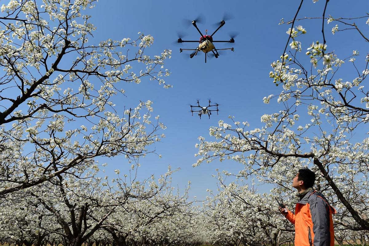 A worker looks on as drones are used to pollinate pear blossoms at a pear farm in Cangzhou, Hebei province, China. Reuters Photo