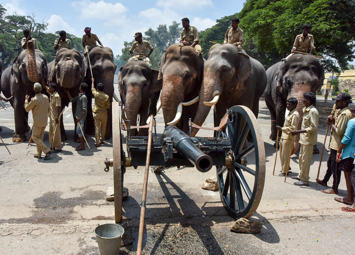 Elephants training for Dasara and getting acquainted with the cannons.