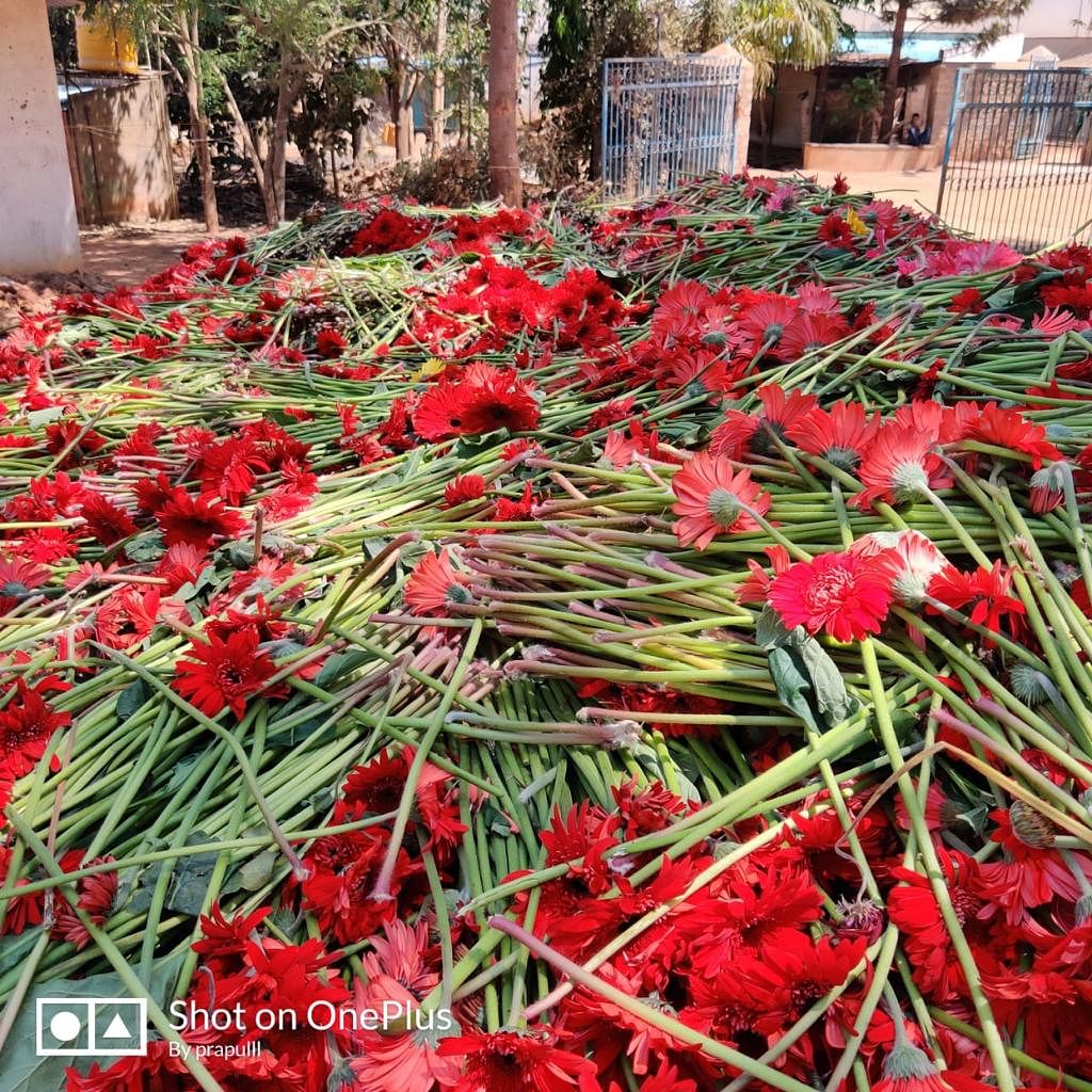 Heaps of Gerbera thrown in the farm of Srikanth at Tubugere in Doddaballapur taluk.