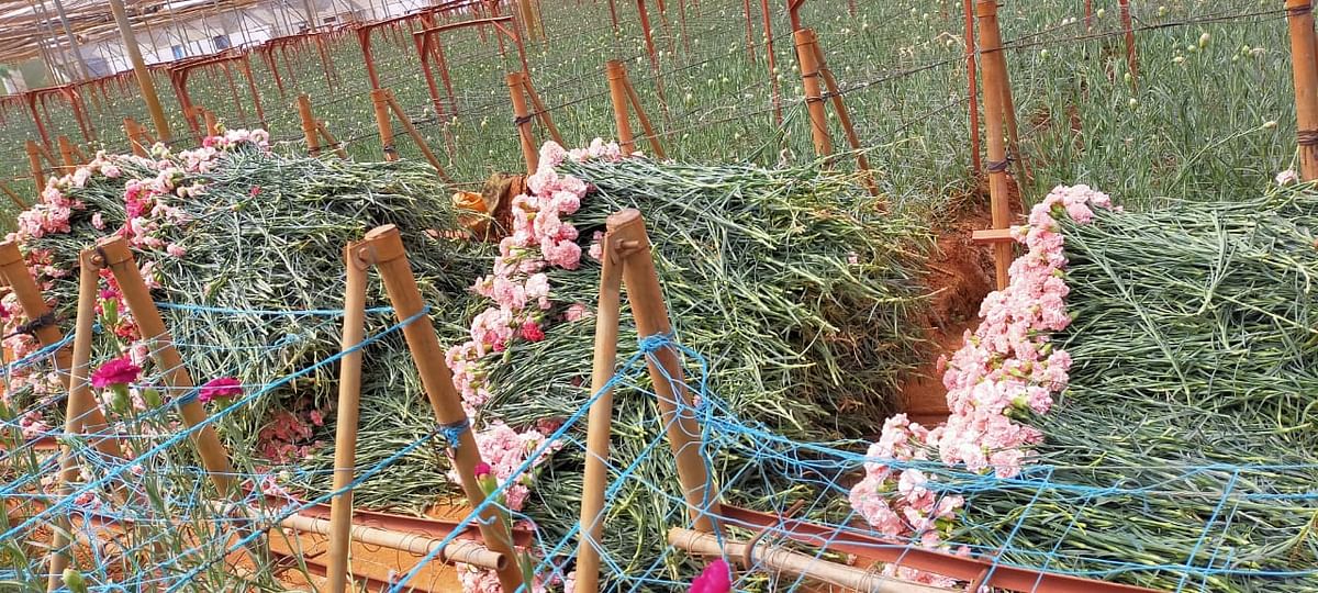 The high-value carnataion flowers have been reduced to fodder in the farm of Srikanth at Tubugere in Doddaballapur taluk.