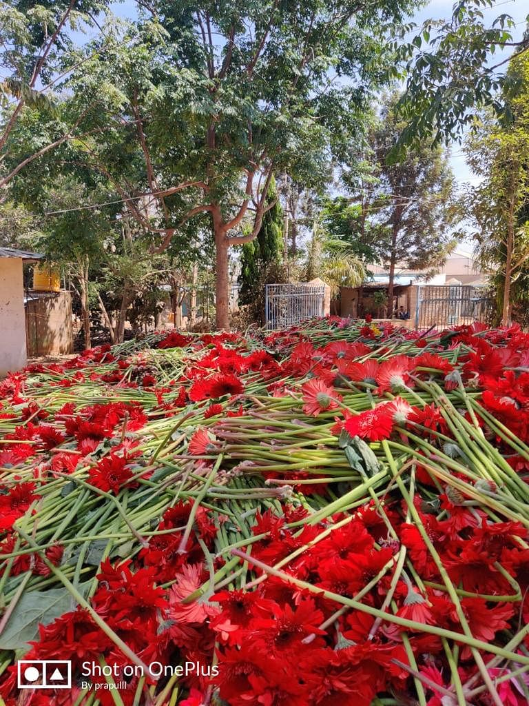 Heaps of Gerbera thrown in the farm of Srikanth at Tubugere in Doddaballapur taluk.