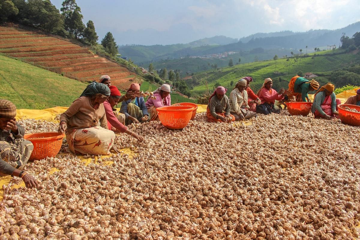 Labourers sort garlic during its harvest season at a village near Ooty on Saturday. PTI Photo