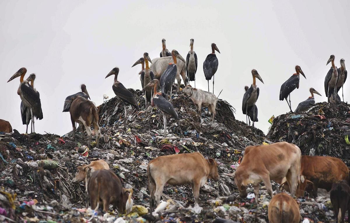 Cows and Adjutant storks feed on the waste at a garbage dumping site, in Guwahati on Sunday. PTI Photo
