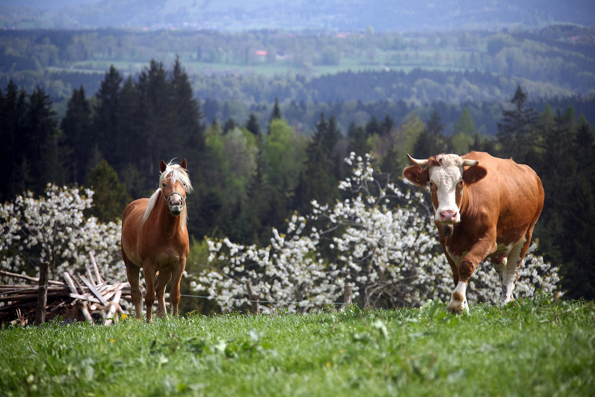 A cow and a horse stand on a field on top of the Taubenberg mountain near Warngau, Germany. Reuters Photo