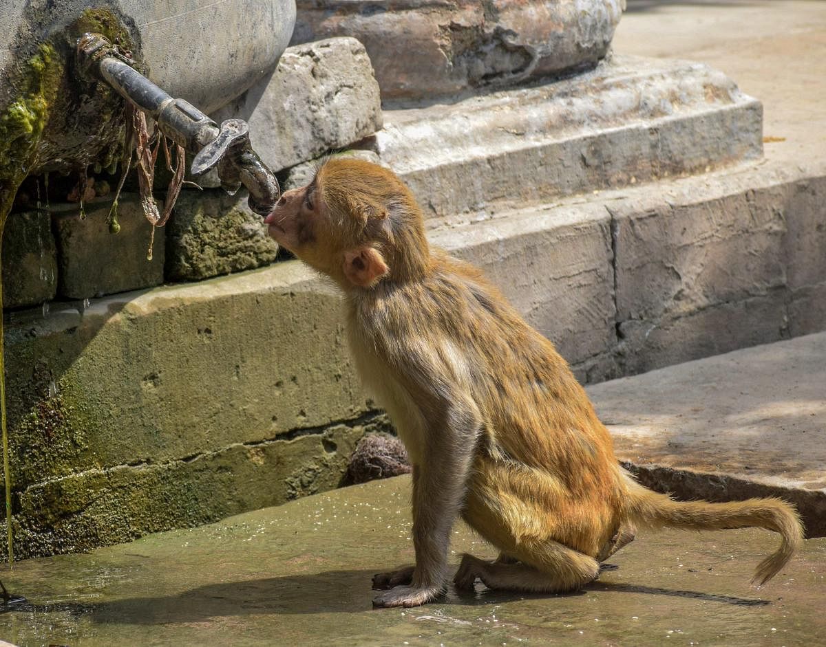 A monkey drinks water from a water tap on a hot, summer day in Allahabad on Friday. PTI Photo