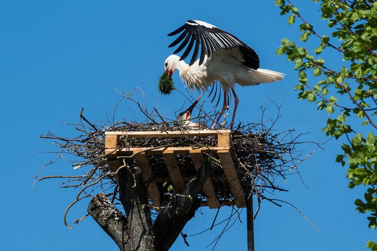 Two storks build a nest on a pallet on-top of a tree in Poehlde, Germany, 19 April 2018. Photo: Swen Pförtner/dpa/PTI