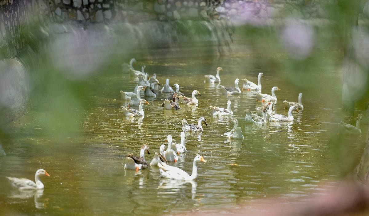 Ducks swim in a pond on a hot, summer day in Jaipur on Saturday. PTI Photo