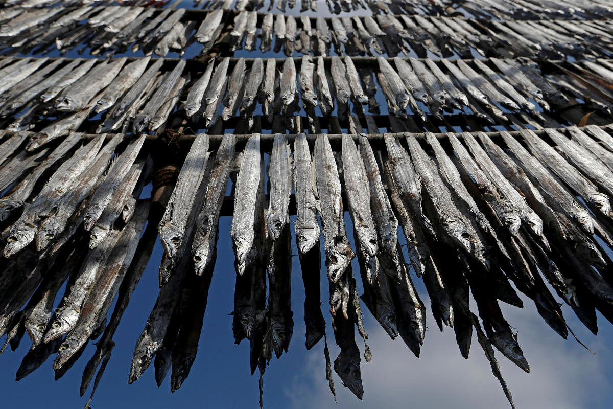 Fish are hung from bamboo poles for drying at a fishing village in Mumbai, India, April 30, 2018. REUTERS