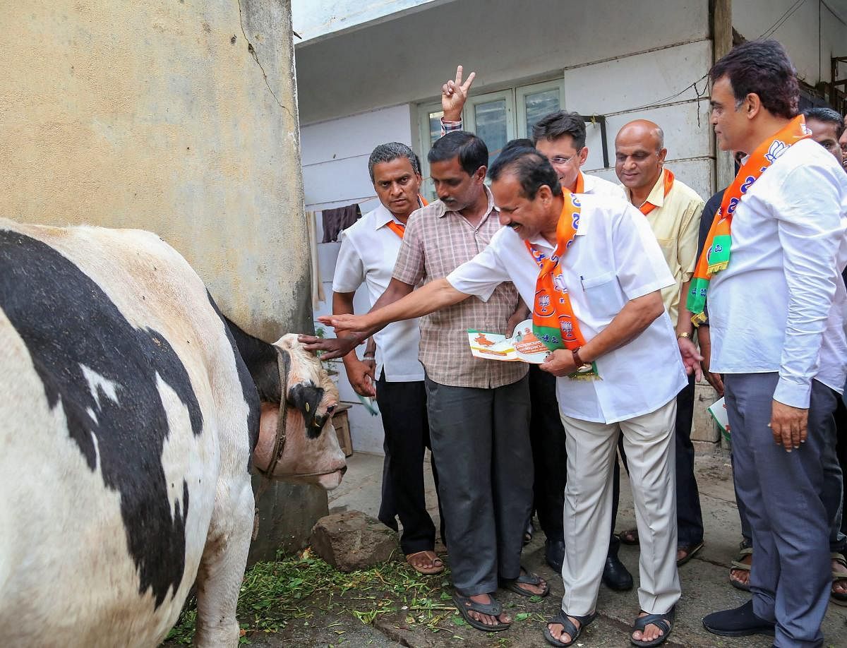 Union Minister and BJP leader Sadananda Gowda seeks blessings of cow as he campaigns for the party candidate Aswathnarayan (R) ahead of Karnataka assembly elections, in Malleswaram area in Bengaluru on Wednesday. PTI Photo