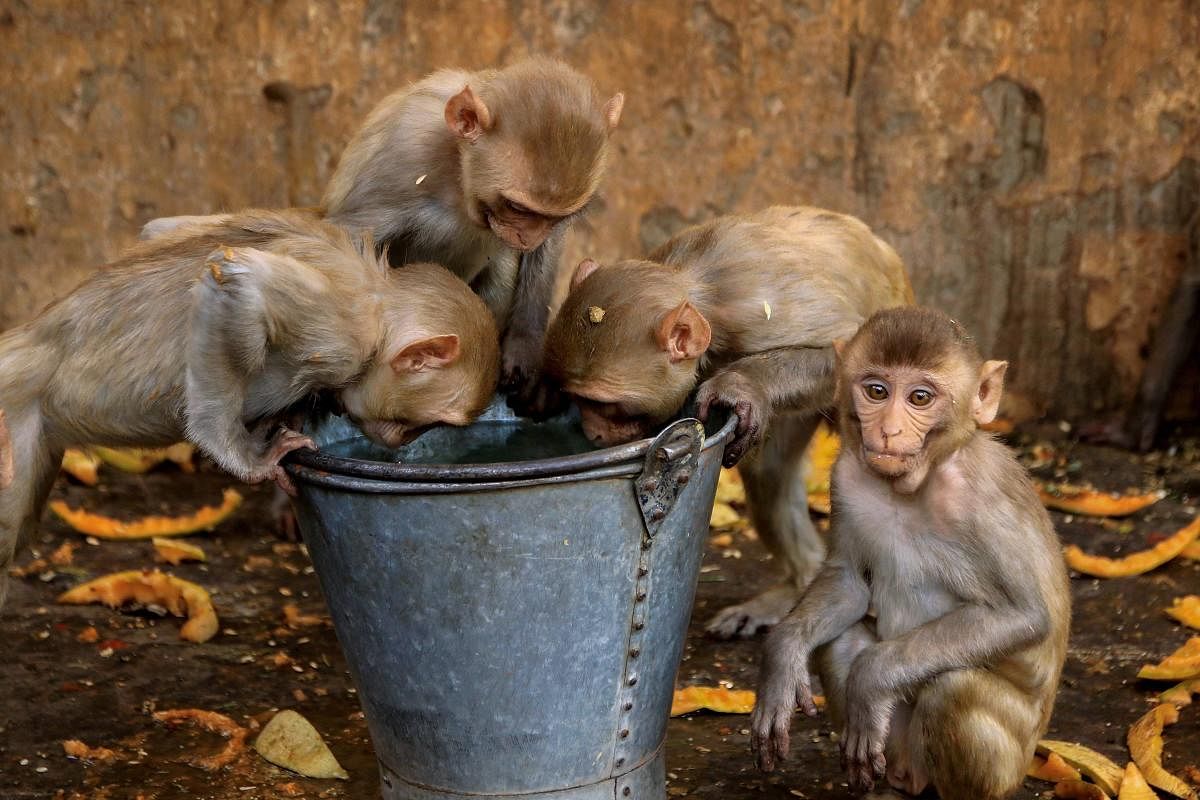 A group of monkeys drink water out of a bucket on a hot, summer day at Galta temple in Jaipur on Thursday. PTI Photo