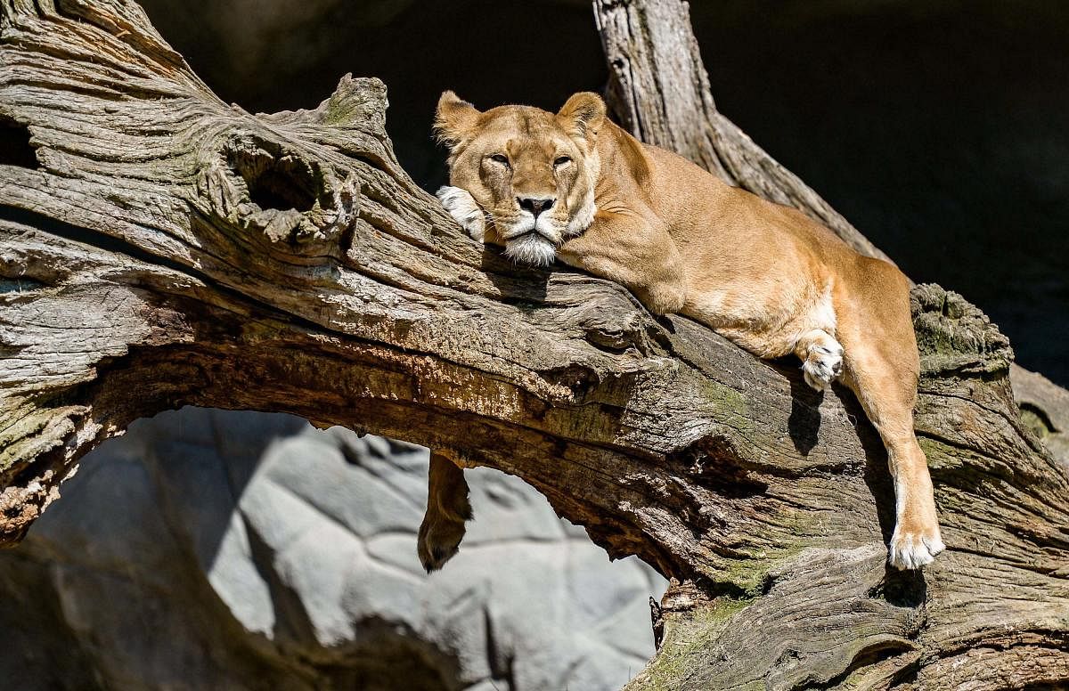 A lioness lies under the sun inside its enclosure at the Tierpark Hagenbeck in Hamburg, Germany, 04 May 2018. Photo: Axel Heimken/dpa/PTI