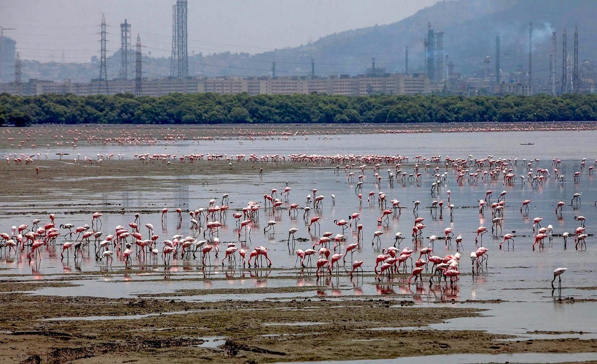 Flamingos at Sewri jetty mudflats in Mumbai on Monday. PTI