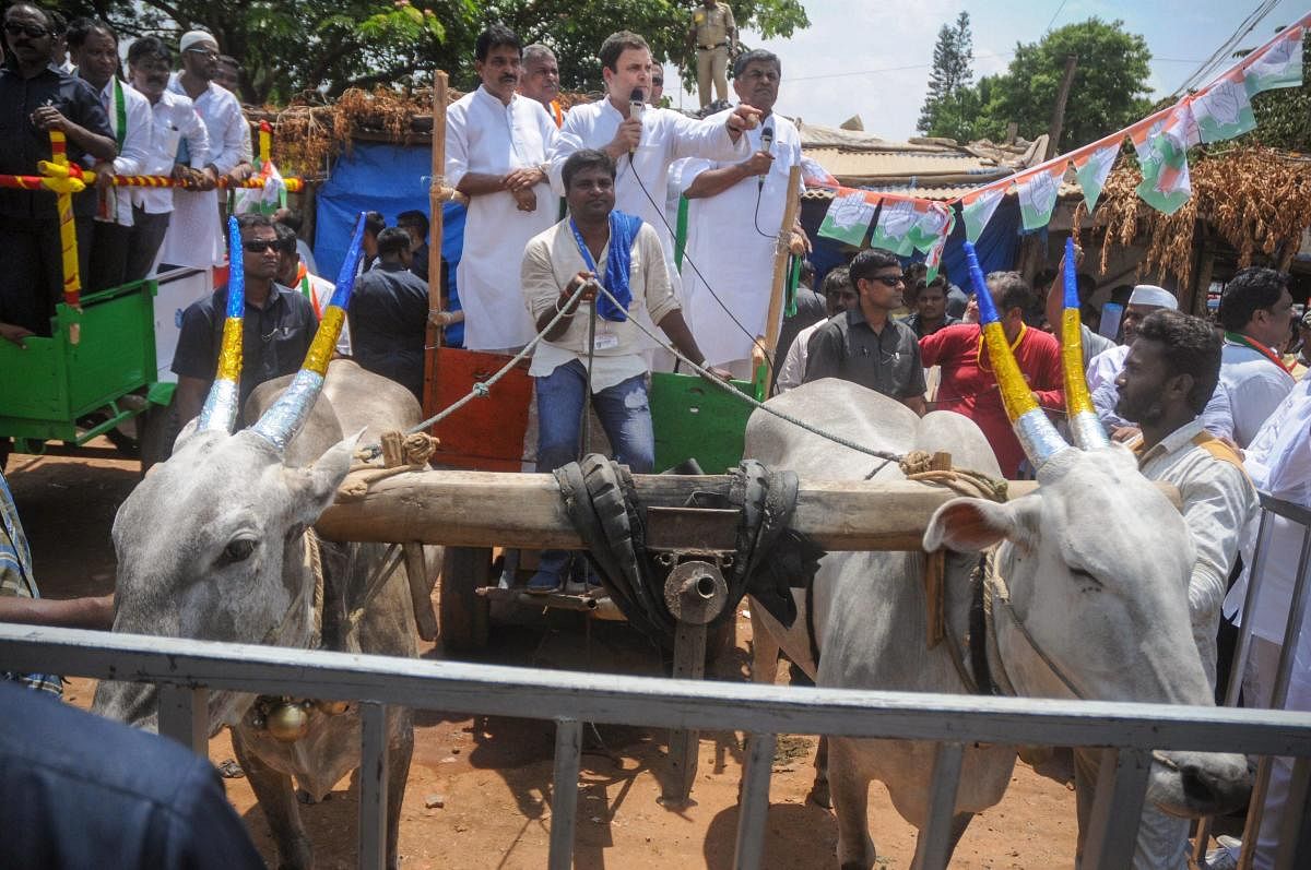Congress President Rahul Gandh takes a bullock cart ride during his roadshow at Malur in Kolar district on Monday. PTI