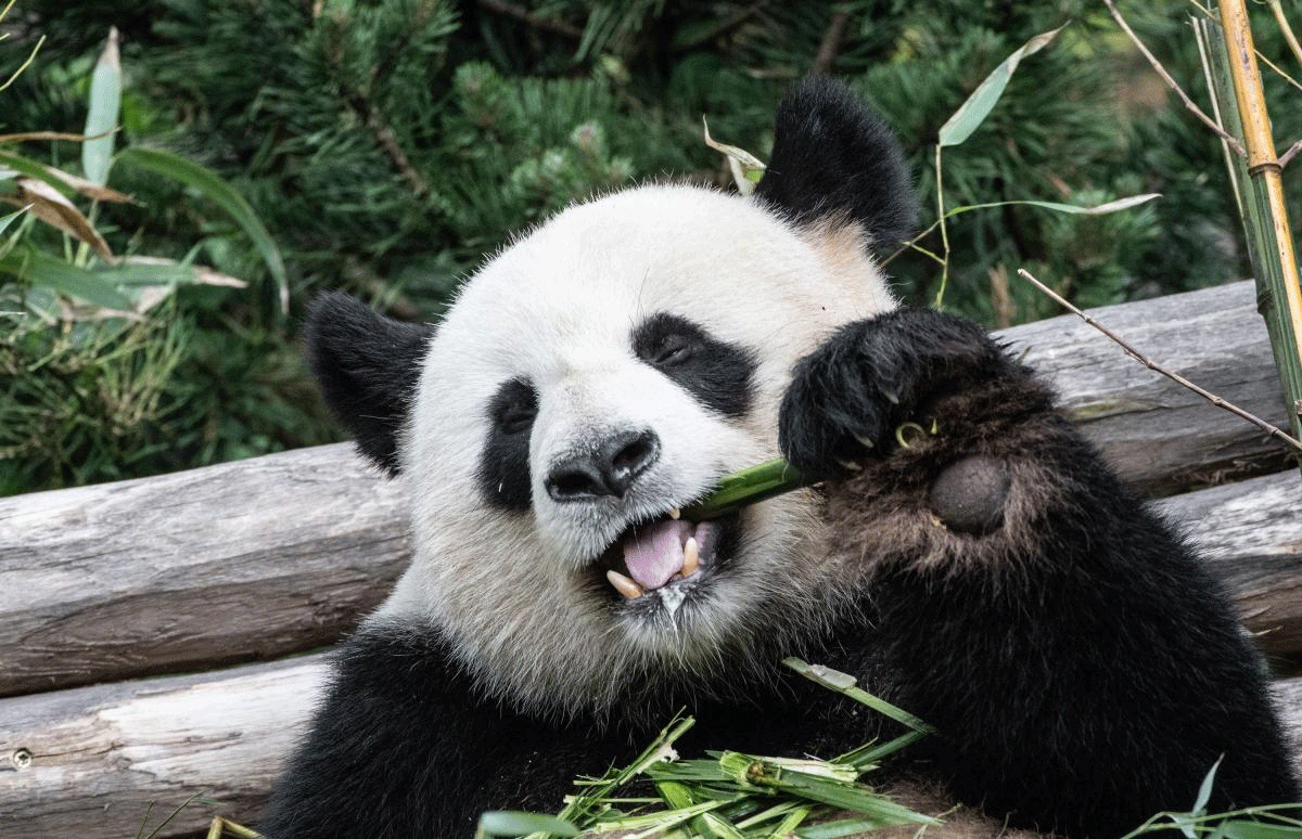 Female panda Jiao Qing eats bamboo in her enclosure at the Zoo in Berlin, Germany, 12 May 2018. PTI Photo