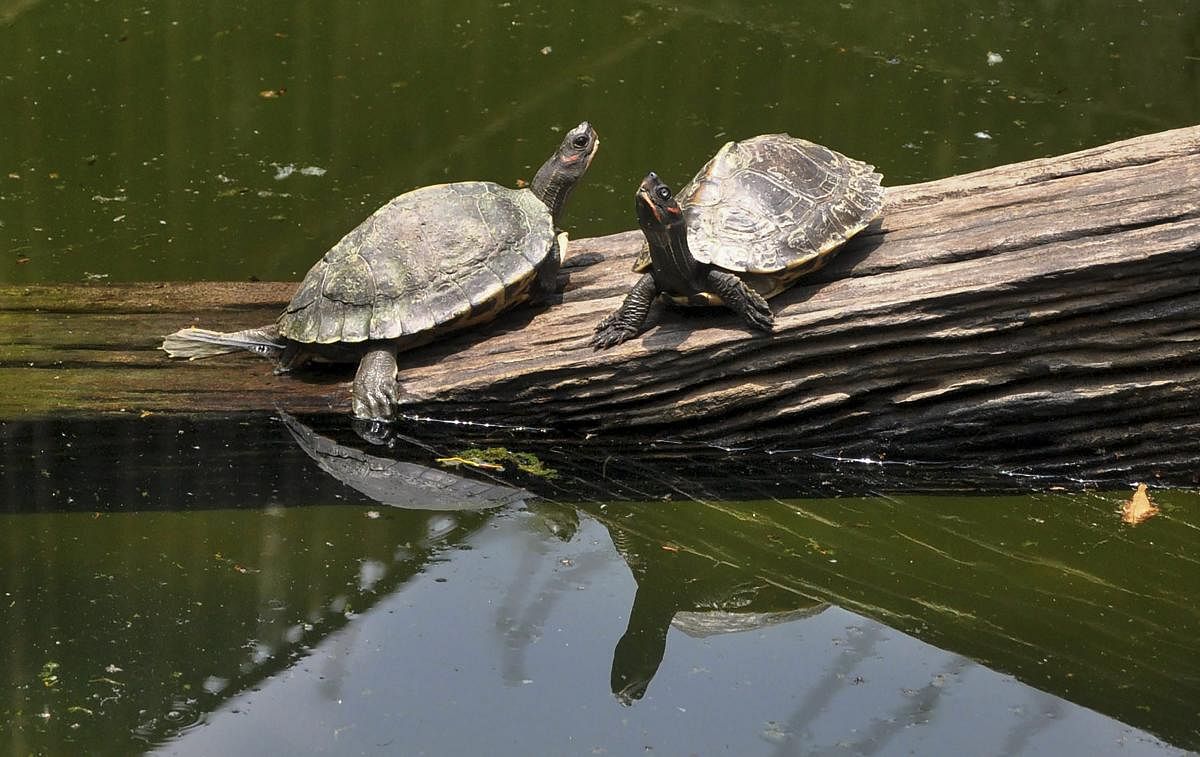 A pair of turtles bask in the sun in their enclosure at Assam State Zoo in Guwahati. PTI Photo