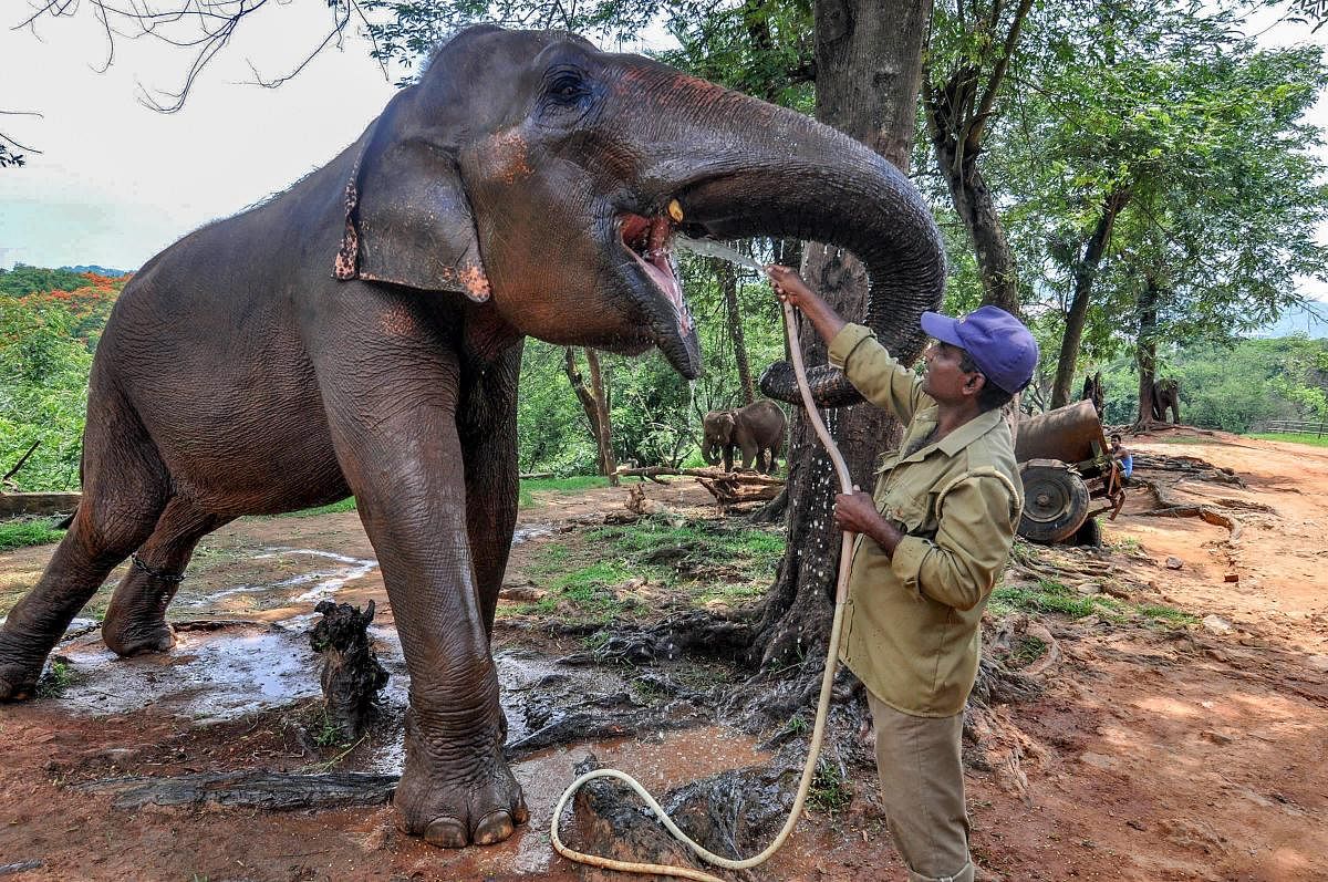 A zookeeper sprays water on his elephant to keep it cool on a hot weather day at a zoo, in Guwahati, on Thursday. PTI