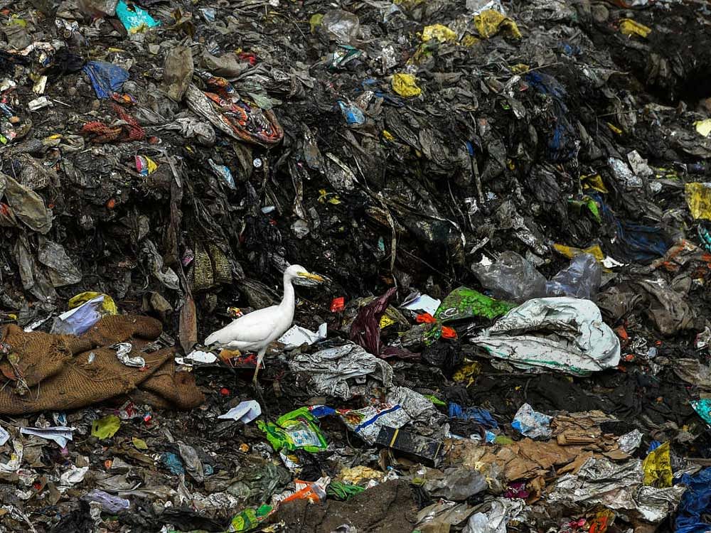 An egret sits at a garbage dumping site, in Mumbai on Monday, June 04, 2018. PTI Photo
