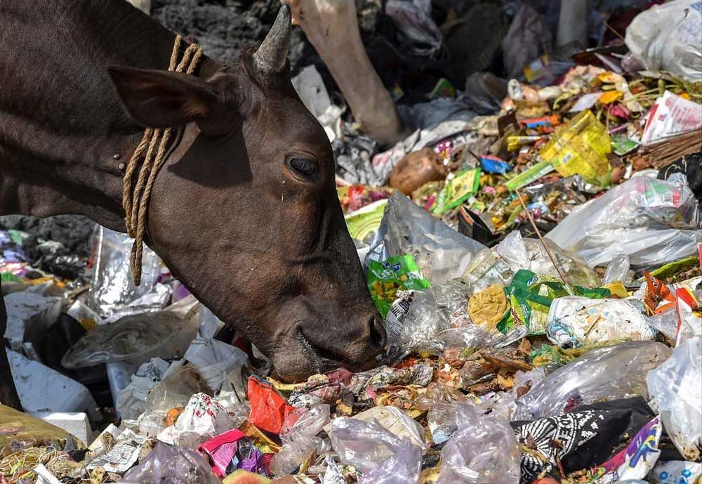 A cow feeds on a heap of garbage, in New Delhi on Saturday, May 26, 2018. World Environment Day (WED) is a UN Environment-led global event, the single largest celebration of our environment. PTI Photo
