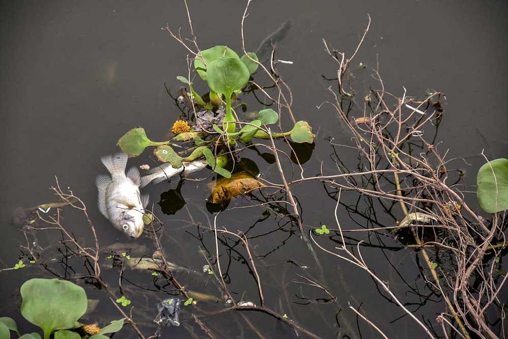 Dead fish float on the water of polluted Ranchi Lake, on Monday. PTI Photo