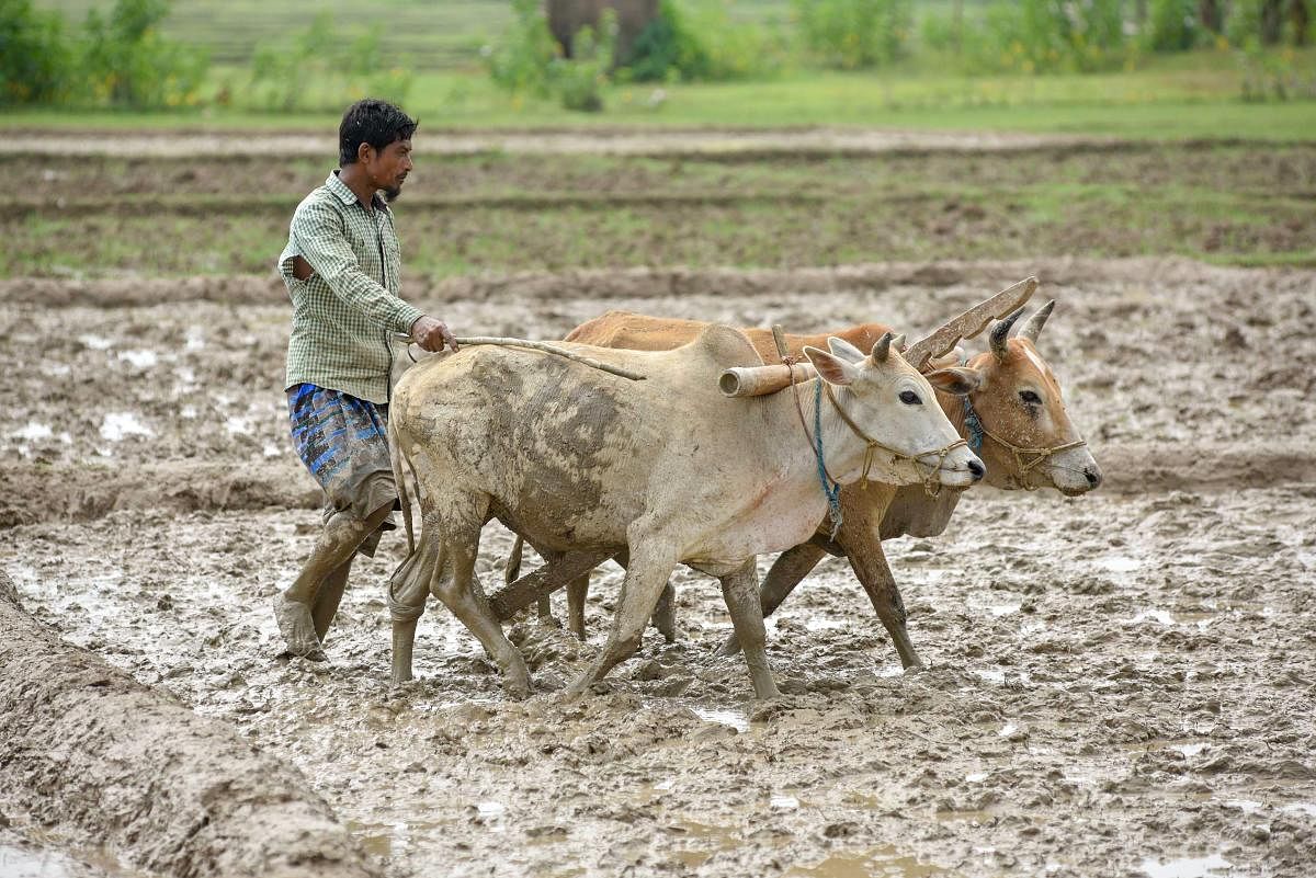 A farmer ploughs his field to plant paddy, in Nagaon on Sunday. PTI Photo