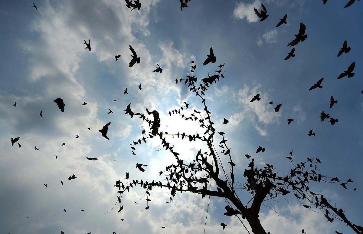Birds take flight in the backdrop of rain clouds over the skies, in New Delhi on Friday, June 29, 2018. (PTI Photo)
