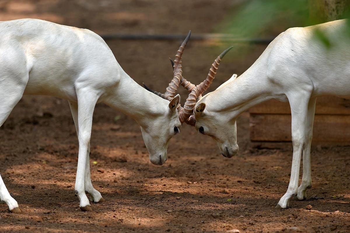 White bucks lock their horns in their enclosure at New Delhi zoo on Saturday, June 30, 2018. (PTI Photo)