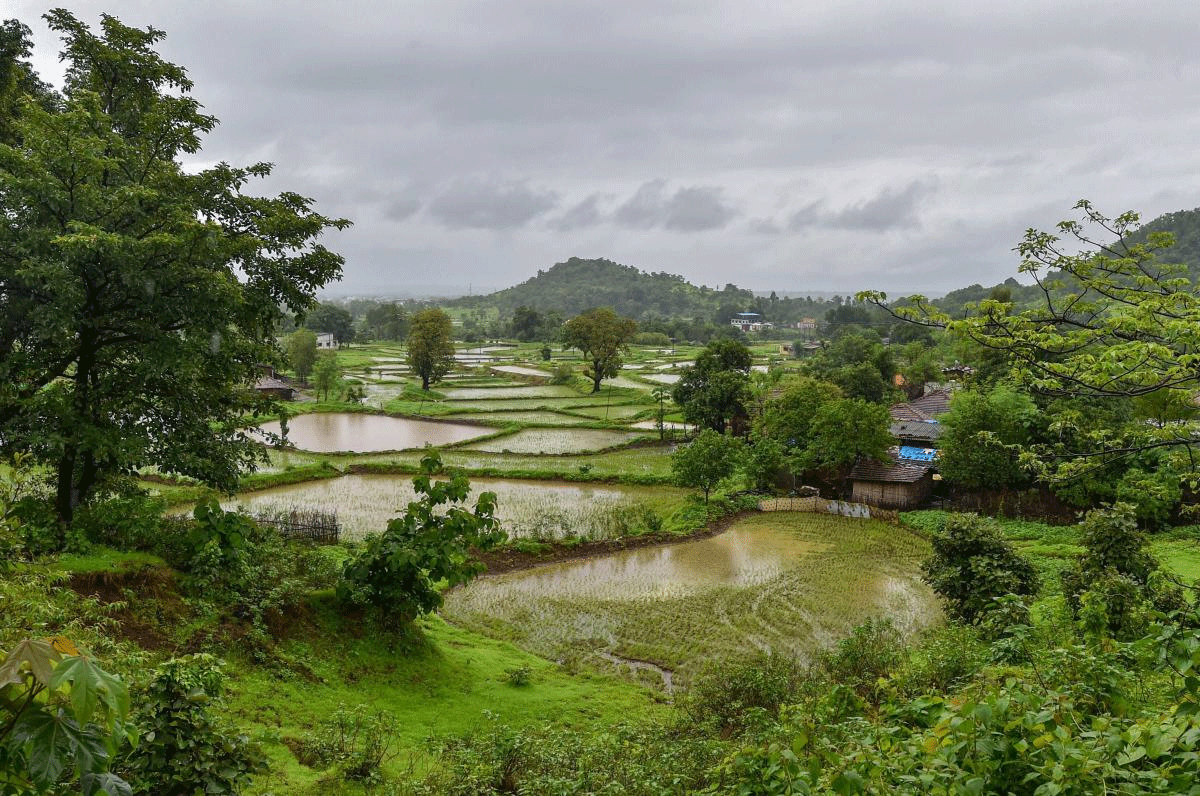 A view of a paddy fields in the Matheran range during monsoon season, near Mumbai on Saturday, July 7, 2018. PTI Photo