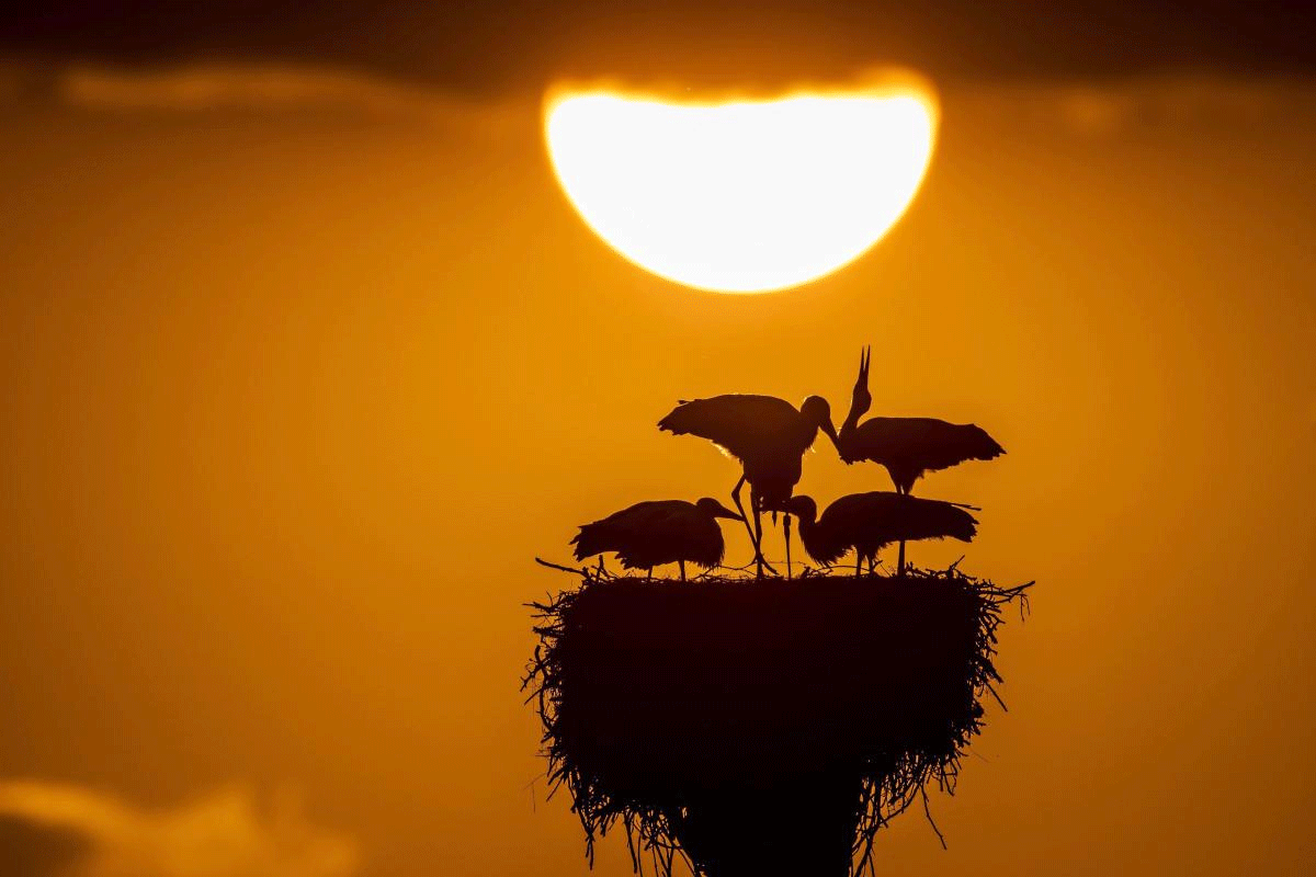 In this July 10, 2018 photo a stork family in their nest is silhouetted against the setting sun at lake 'Greifensee', in Riedikon, Switzerland. AP/PTI