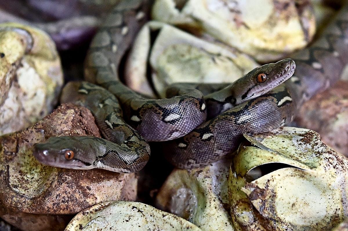 The Reticulated Python (Python reticulates) also known as Asia Python, considered as an endangered species that can grow up to 14.5 feet, weighing 28 kilograms, has yielded more than 40 eggs at a snake farm near Children’s Park in Chennai on Saturday, July 14, 2018. (PTI Photo)