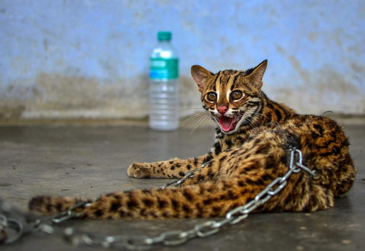 A Leopard Cat after it was rescued by villagers and handed over to Assam forest department at Bamunigaon in Kamrup, on Monday, July 16, 2018. (PTI Photo)